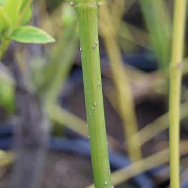 Cornus sericea 'Flaviramea'